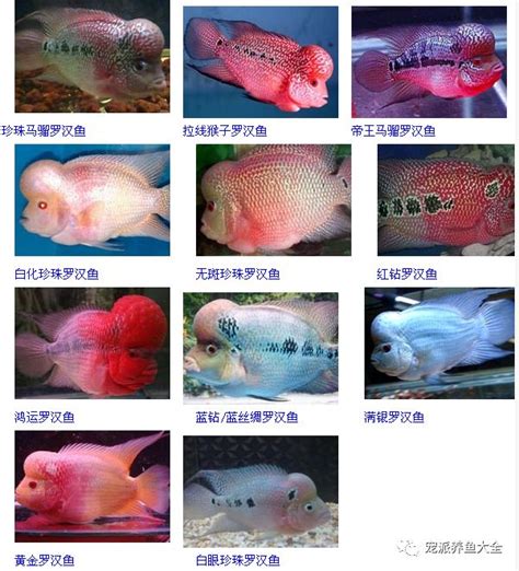 品种排名罗汉鱼品种